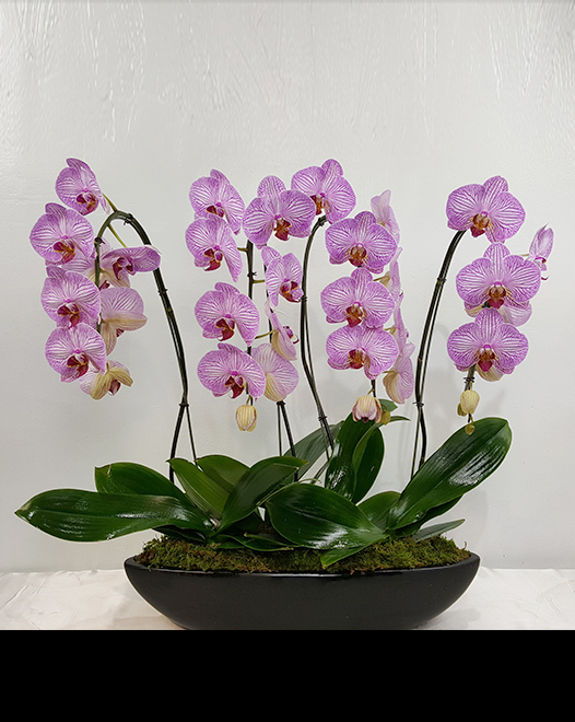 Tjflowers 0268