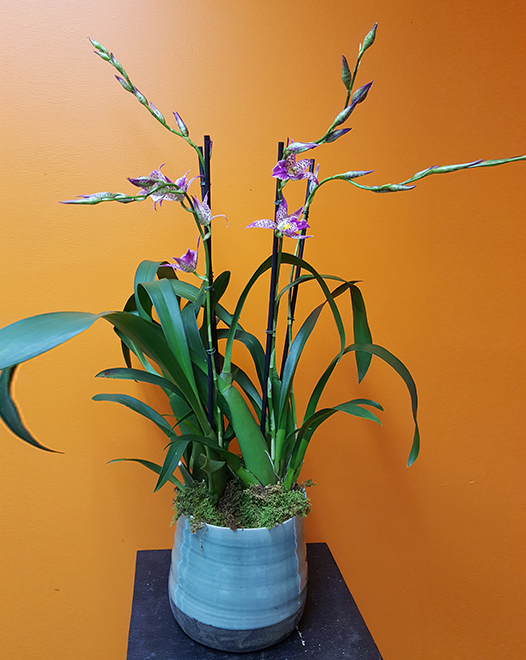 Tjflowers 0262