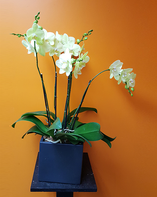 Tjflowers 0263