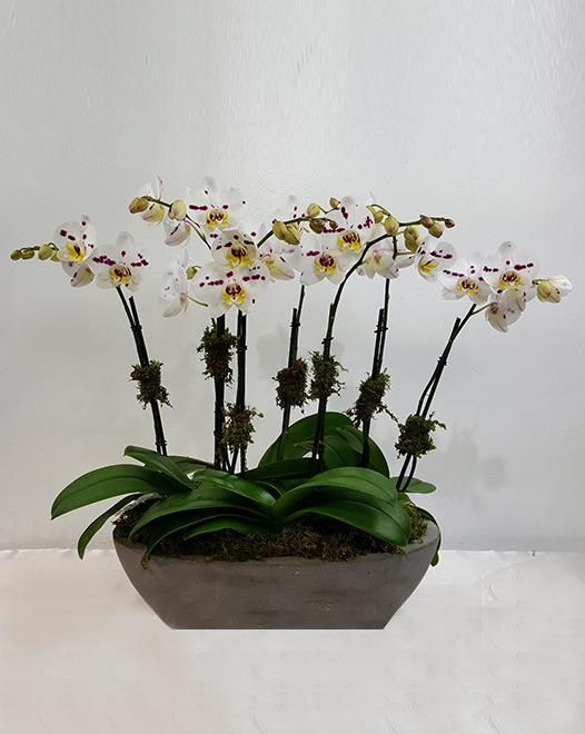 Tjflowers 0270