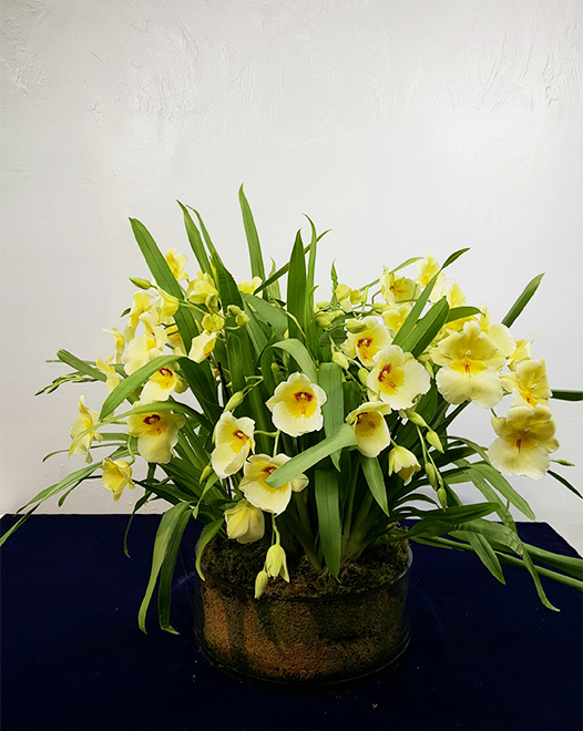 Tjflowers 0374