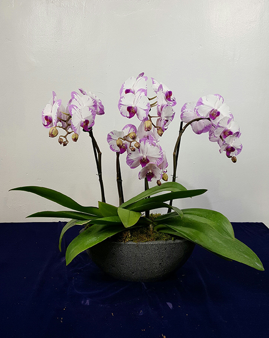 Tjflowers 0375