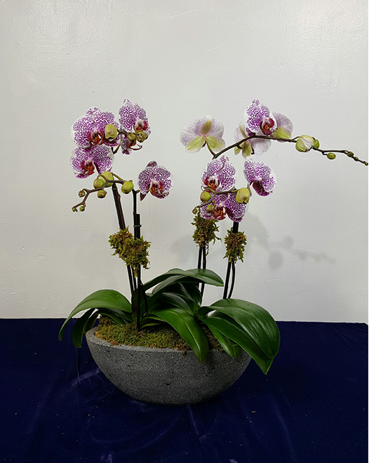Tjflowers 0376