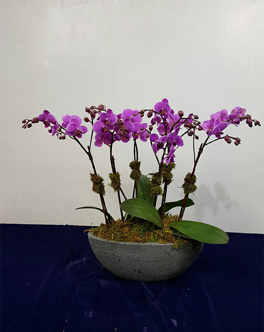 Tjflowers 0377