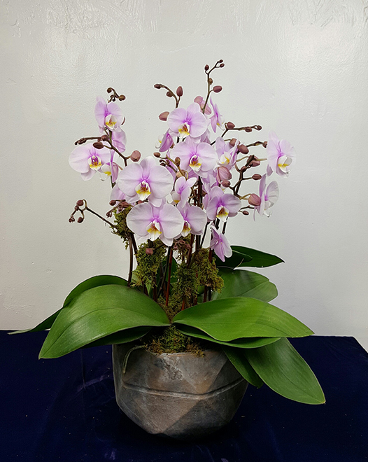 Tjflowers 0378