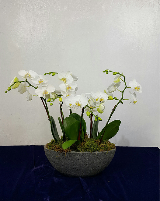 Tjflowers 0379