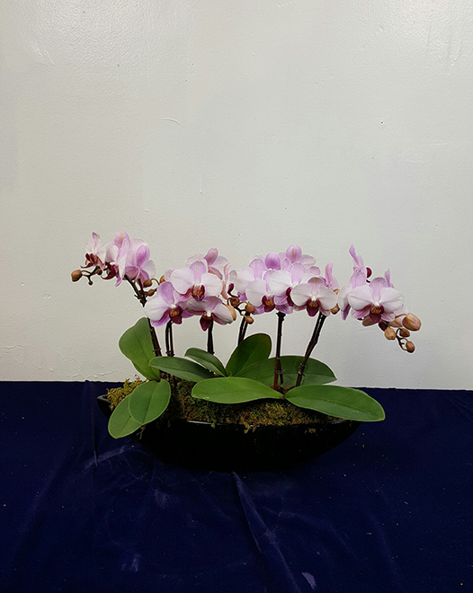 Tjflowers 0380