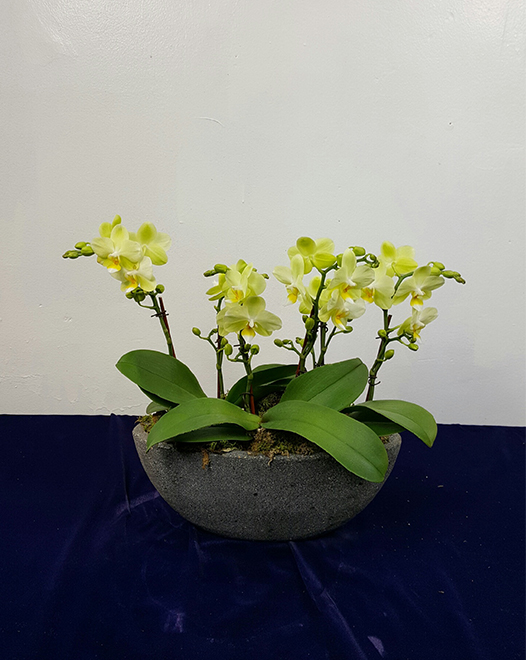 Tjflowers 0381