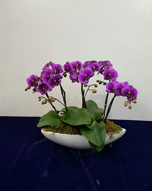 Tjflowers 0382