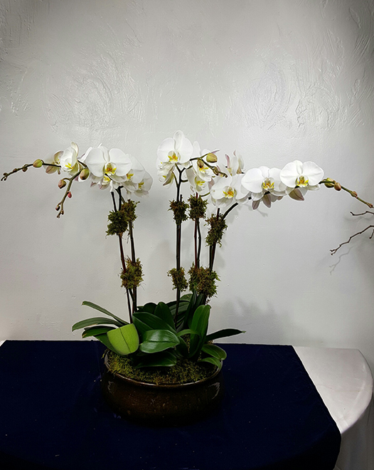 Tjflowers 0384