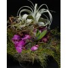 TJFlowers 0032