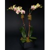 TJFlowers 0042