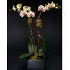 TJFlowers 0042