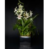 TJFlowers 0046