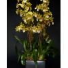 TJFlowers 0048