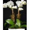 TJFlowers 0054