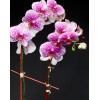TJFlowers 0055