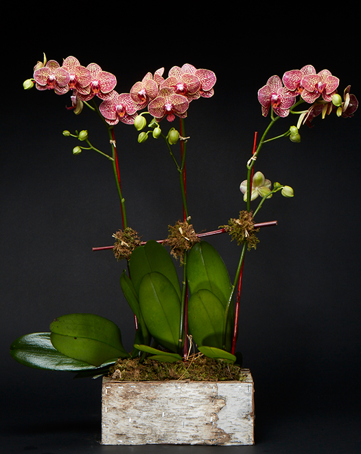 TJFlowers 0056