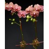 TJFlowers 0056