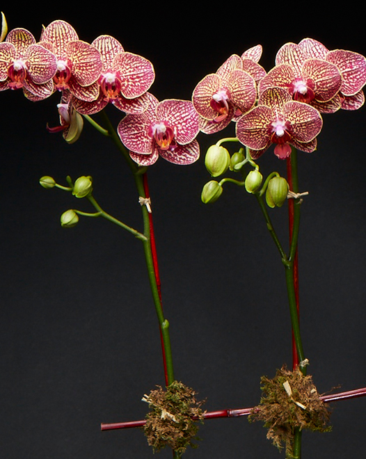 TJFlowers 0056