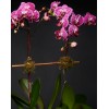 TJFlowers 0059