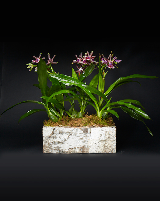 TJFlowers 0064