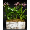 TJFlowers 0064