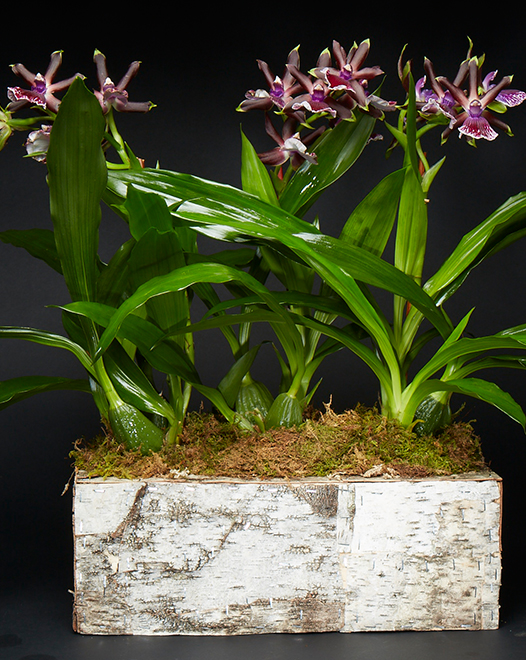 TJFlowers 0064