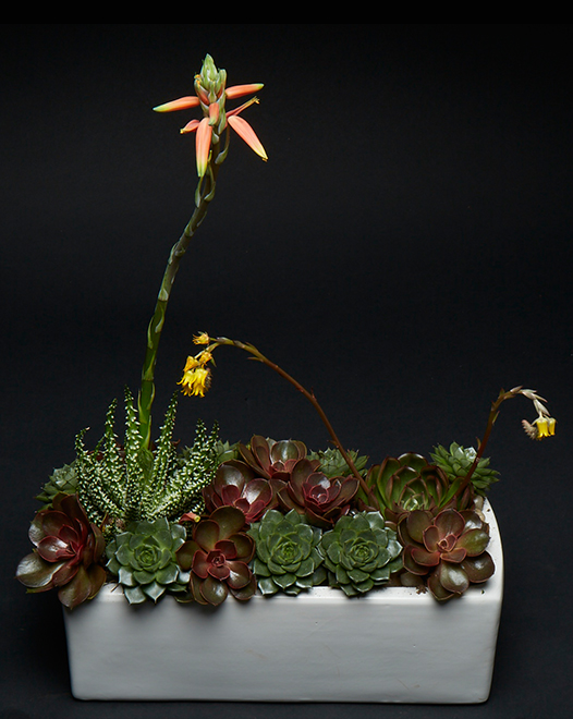 TJFlowers 0065