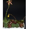 TJFlowers 0065
