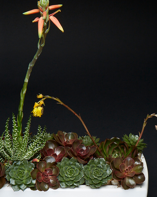 TJFlowers 0065