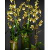 TJFlowers 0067