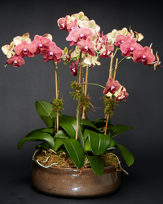TJFlowers 0068