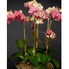 TJFlowers 0068