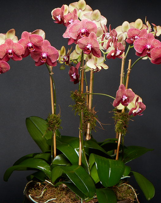 TJFlowers 0068