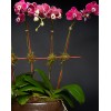 TJFlowers 0070