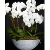 TJFlowers 0071