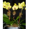 TJFlowers 0072