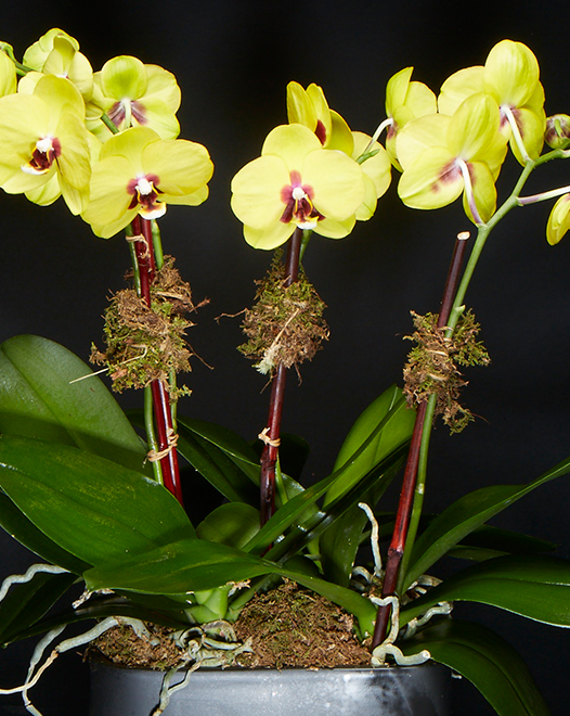 TJFlowers 0072