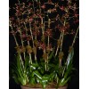 TJFlowers 0074