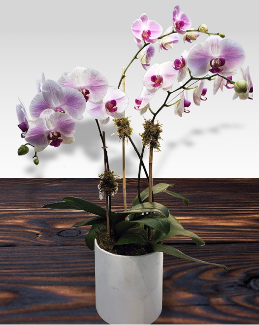 TJflowers_Orchid 001
